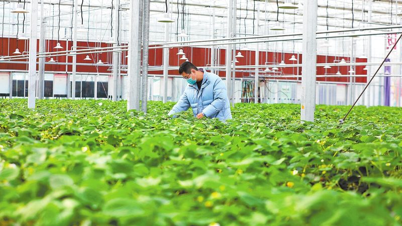 政府采购农业项目招标：解读政策，把握机遇