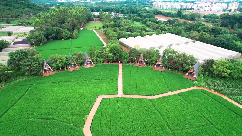 塑料薄膜大棚每亩投资：成本构成与优化策略