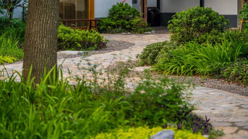 有机蔬菜家庭种植方法教程：从土壤到餐桌的绿色之旅