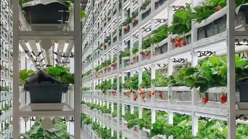 合作社免税政策，如何精准运用？**