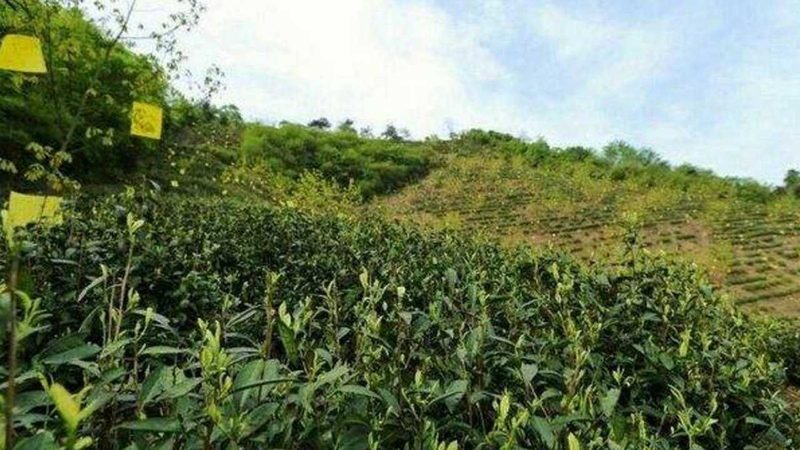 食品企业绿色认证流程解析：从田间到餐桌的绿色守护