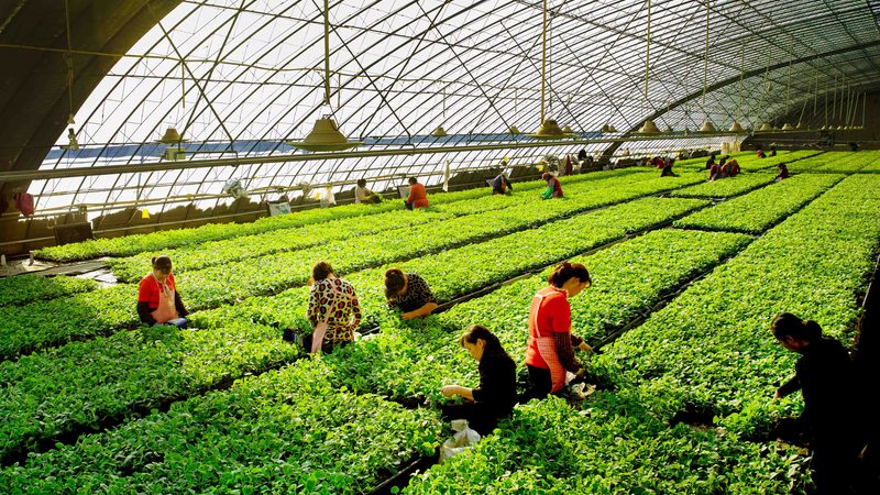 农业种植技术网课平台：课程差异解析